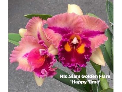 Rlc SiamGoldenFlare HappyTime