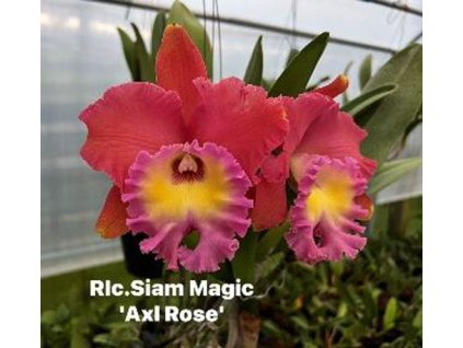 Rlc SiamMagic Axlrose
