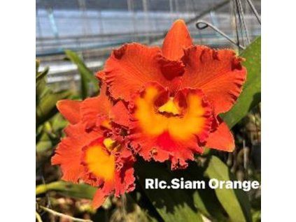 RLC SiamOrange