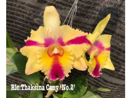 Rlc ThaksinaCandyNo2