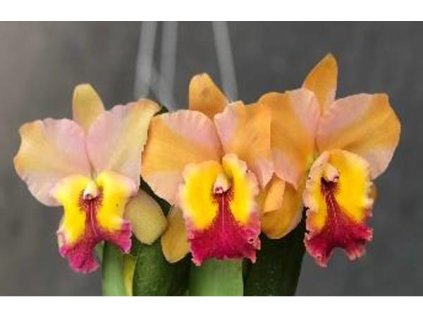 Rth SiamSkyline 'CoffeePrince'