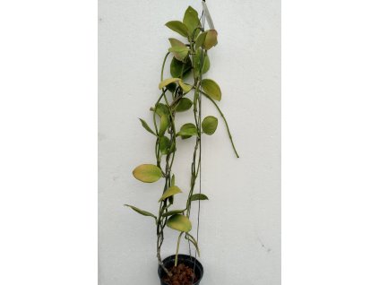 Hoya anulata