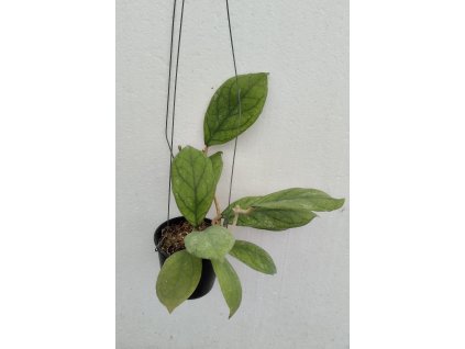 Hoya cv. Irina