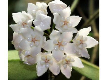 Hoya aff. thompsonii