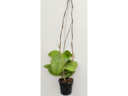 Hoya sp. Borneo round leaf