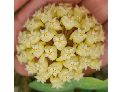 sp borneo round leaves