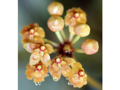 Hoya picta