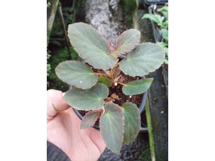 Begonia 'White Dove'