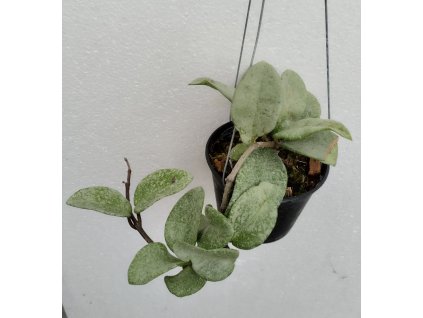 Hoya carnosa 'Nova Ghost'