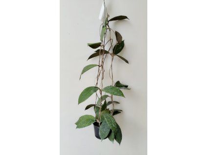 Hoya Kalimantan #1 (IMP)
