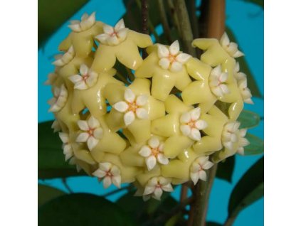 Hoya nicholsoniae 'New Guinea Ghost'