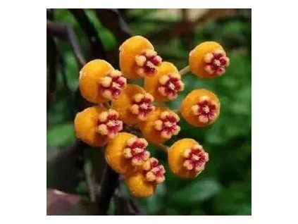 Hoya waymanae 'splash'