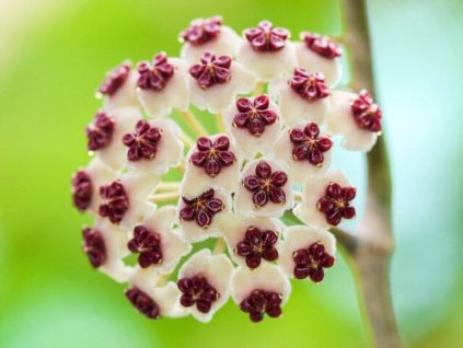 Hoya kerrii 'New Moon'