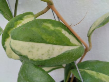 Hoya incrassata 'variegata'