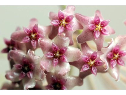 Hoya paulshirley (UT 009)