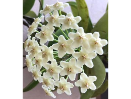 pubicalyx whitedragon