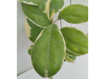 Hoya incrassata 'albomarginata'