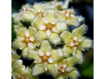 Hoya erythrina 'round leaf' (VR)