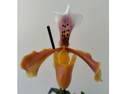 Paphiopedilum hybrid #2 (kvetoucí)