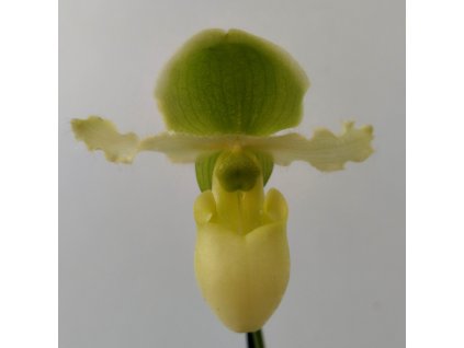 Paphiopedilum 'Pinocchio alba' (kvetoucí)