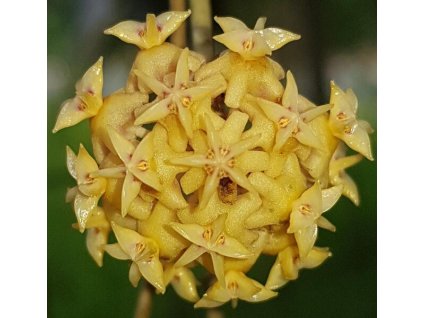 Hoya rintzii 'Yellow'