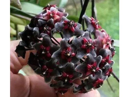 Hoya pubicalyx 'Royal Hawaiian Purple'