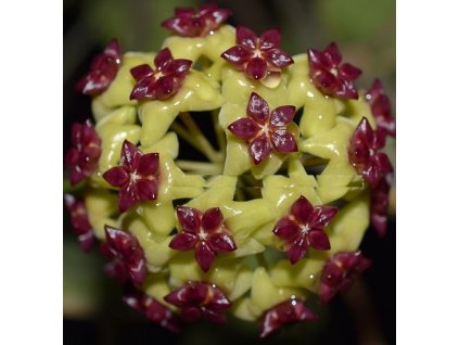 Hoya cinnamomifolia v. cinnamomifolia