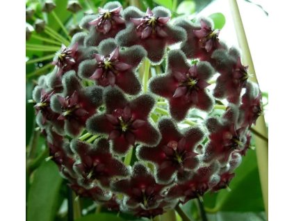 pubicalyx blackdragon