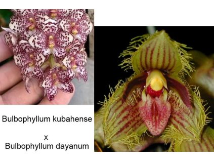 bulb kubahe x dayanum