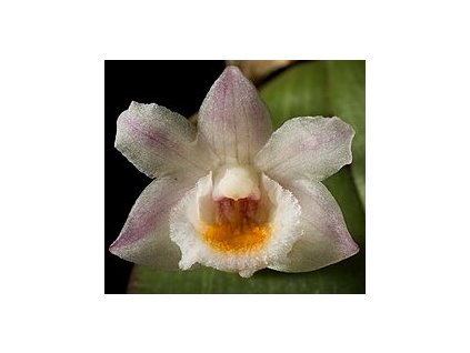 Den pseudolamellatum