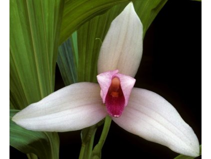 lycaste guatemalensis
