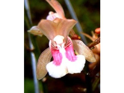 Oeceoclades maculata