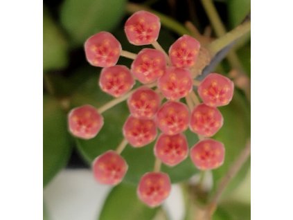 Hoya DS 70 (tsangii)