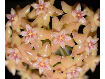 Hoya fitchii