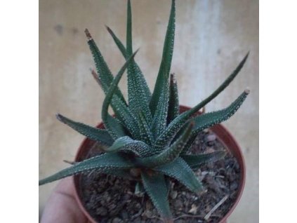 Haworthia radula