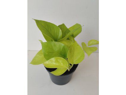 Scindapsus 'Golden Pothos'