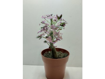 Senecio articulatus 'variegata'