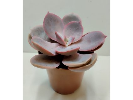 Echeveria 'Metallica Pearl'