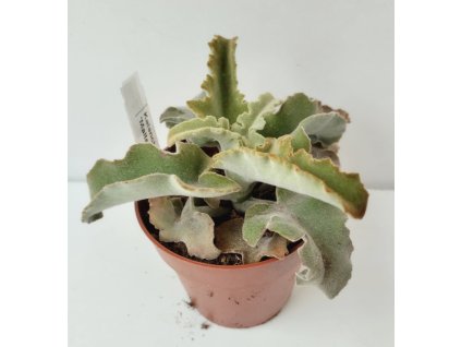Kalanchoe 'Maltesian Cross'