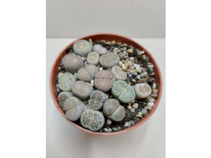 Lithops sp. (velký trs) #5