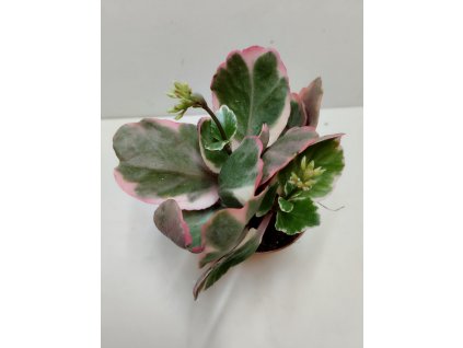Kalanchoe blossfeldiana 'variegata tricolor'