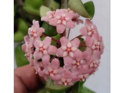 Hoya carnosa 'compacta' (VR)