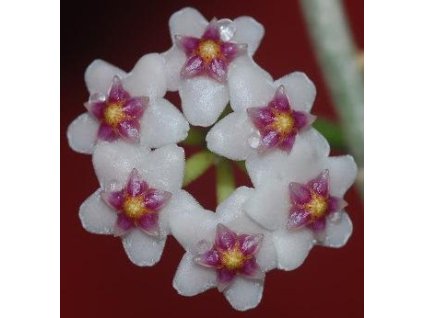 Hoya ovalifolia (ZR)
