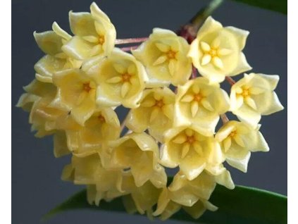Hoya blashernaezii (ST)