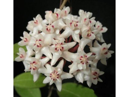 Hoya elliptica (small leaves) (VR)
