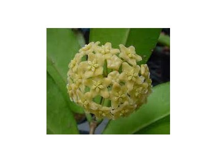 Hoya montana 'Long Leaf' (VT)