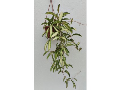Hoya wayetii 'variegata' (VT, závěs 9cm)