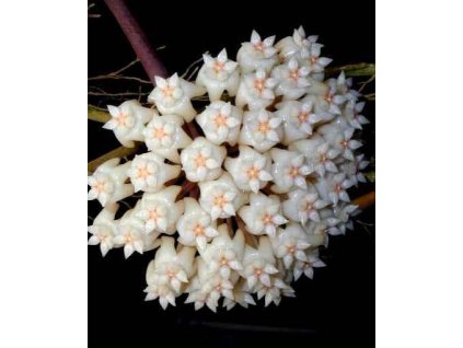 Hoya latifolia (ZR)