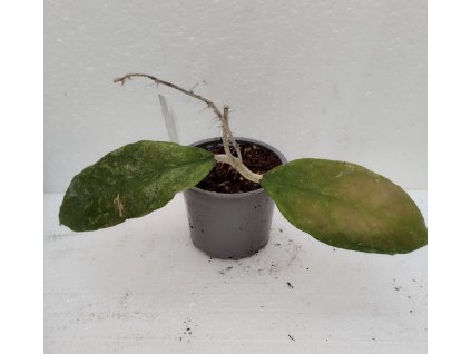 Hoya aff. finlaysonii (from Bahoi) (ZR)