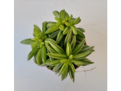 Peperomia dolabriformis 'Green Spark'